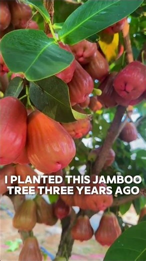 🍎 Jambo: the forgotten fruit that can surprise your body 😱✨ #NaturalHealth #ExoticFruits #Health