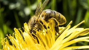 The startups boosting bee numbers
