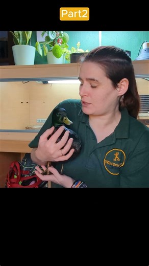 Meet Clyde the Call Duck