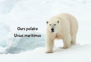Animaux sauvages qui supportent le froid #OursPolaire (#UrsusMaritimus) Redoutable prédateur au corps massif, l'ours polaire (Ursus maritimus) est un mammifère terrestre et marin, qui vit sur la banquise de l'Arctique et la terre ferme (Alaska, Canada, Groenland, Spitzberg, Sibérie). Sa fourrure est dense (poils longs et raides), isolante et imperméable. L'ours blanc a la peau noire, elle lui permet d'absorber la chaleur. Comparé à son corps, ce plantigrade a une petite tête. Ses larges pattes a