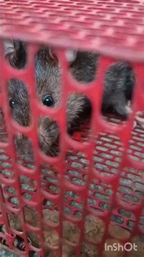 Rat trapped in cage screaming loudly #viral #shorts #video