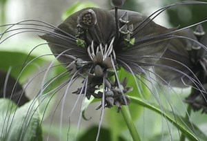 Black Bat Flower