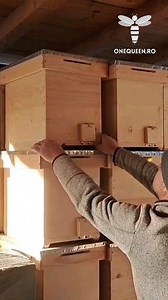 The most experienced beekeepers Know that isolation is a key factor In the development of a small hive So they build their starter hives accordingly For full videos, check these channels: @Sandokan1976 - YouTube #beekeeping #education #savethebees #onequeen | OneQueen.ro