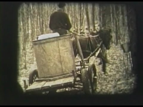 Collecting sap for maple syrup with horse - 1930's