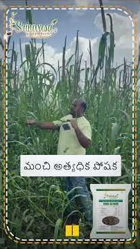 Multicut Bajra Farming | High Yield Green Fodder Crop | Best Fodder for Dairy Farmers 🌾🐄