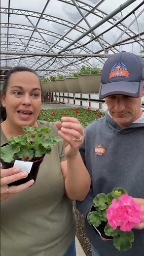 ⭐ This One Step Keeps Geraniums Healthy - Deadheading Geraniums 101