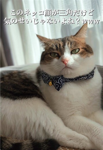 三角顔のかわいい猫に癒される瞬間