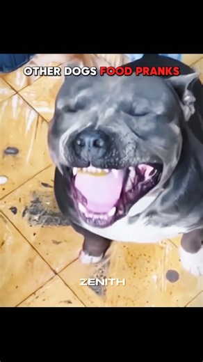 OTHER DOGS FOOD PRANKS VS LAST ONE🔥🗿
