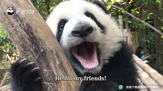 There are a group of special people. Even though they are busy working every day, they give pandas endless love. They are pandas’ best friends as well as dedicated protectors. Meet the most beautiful workers: panda nannies on the International Workers’ Day. #ChinainLensChengdu#IntlWorkersDay #ChengduPandaBase #panda #cute