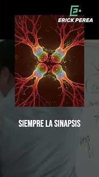 Synapses: the language of the brain
