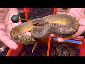 Pomona Reptile Super Show 1/8/23: Ball Python Vendors