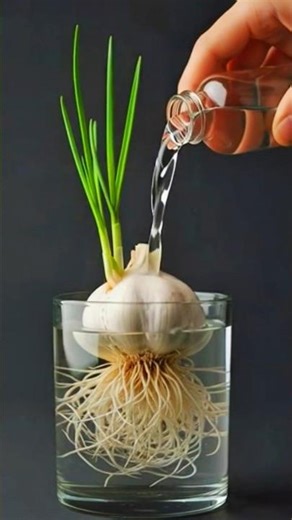 time lapse, garlic growing in soil for 6 min THE CHANNEL#shorts #shortsfeed