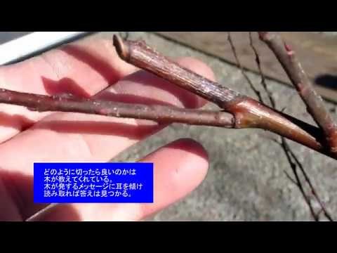 No.033_剪定の基本：CODIT論の実践 180104・