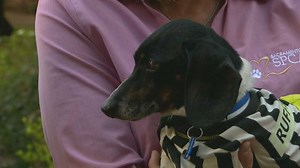 Sacramento SPCA holds free adoption day