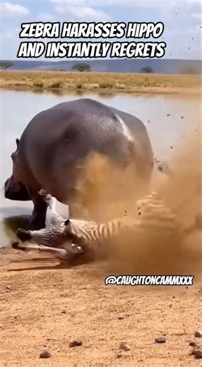 Zebra Vs Hippo. Hippo farts #hippo#zebra#jungle#wildlife#wildanimals#fyp#viral#shorts#yt#fy#trending