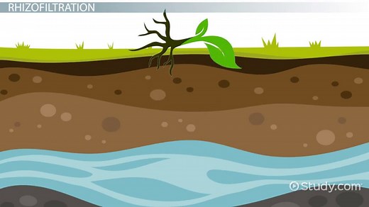 Phytoremediation Definition & Techniques