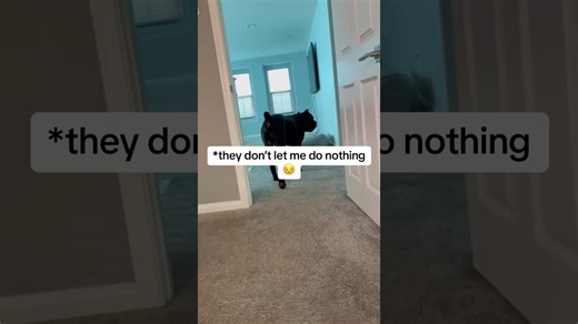 Big dog causes chaos while helping mom with furniture