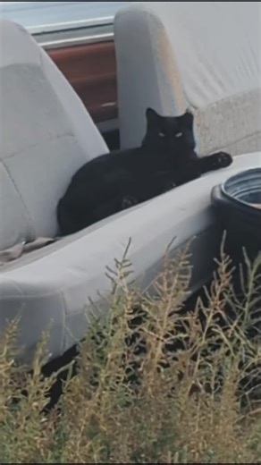 #junkyardcats #straycats #feralcats