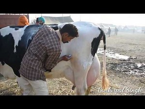 56 litre milk giving Holstein Friesian cow I Milking Competition I Dairy Farm