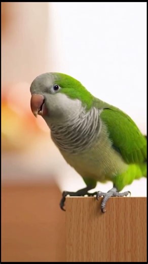 Sassy Parrot Mocks Puppy’s Banana Slip! 🍌🤣 #shorts