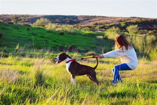 Control Leash Reviews - Pets & Mindful Animal Owners