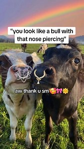 If you have a septum ring you've definitely heard this before 🤭🐮🌸🎀💕 💖 Your Style, Your Story, Your Jewelry 🔥 Adorn Your Piercings, Unleash Your Personality 🤑 Savings Galore, Just a Click Away 🌈 Body Jewelry for Everyone 👉Follow us @bodycandy #bodycandy #bodyjewelry #piercingjewelry #piercings #septum #septumpiercing #nosering #nosepiercing | Body Candy Body Jewelry