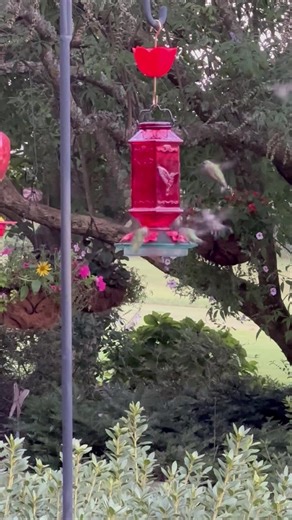 163K views · 9.5K reactions | People often ask when to take your feeders down. The answer is only when you get tired of taking care of them . The hummingbirds migrate based on the sun so they know when to go . They need that extra big of help on their way do I leave mine out for weeks after I see my last . Most will be gone end of September but I have had one as late as thanksgiving . Happy Hummers! | My Hummer Garden | Facebook