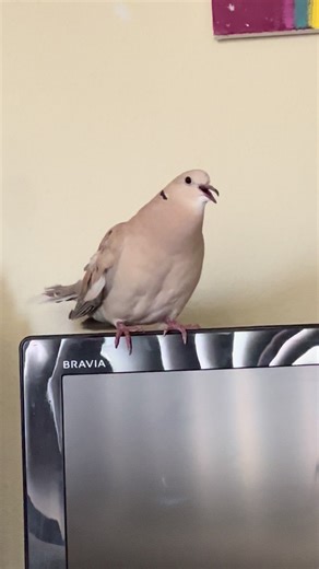 🚨🚨🚨 #fyp #doves #animals #petsoftiktok #birds | doves
