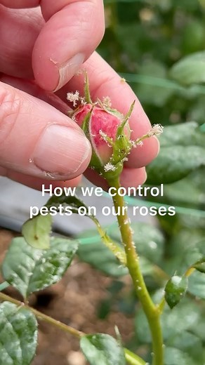 Switching to natural pest control with Encarsia for my roses has been a game changer. 🌹🌱 Encarsia, a tiny parasitic wasp, targets aphids and whiteflies, restoring balance naturally. While it requires patience to allow nature to work its magic, the wait is worthwhile. By choosing biological control over chemical pesticides, we not only protect our plants but also safeguard our environment from harmful substances. This approach supports biodiversity, keeps beneficial insects safe, and reduces ou