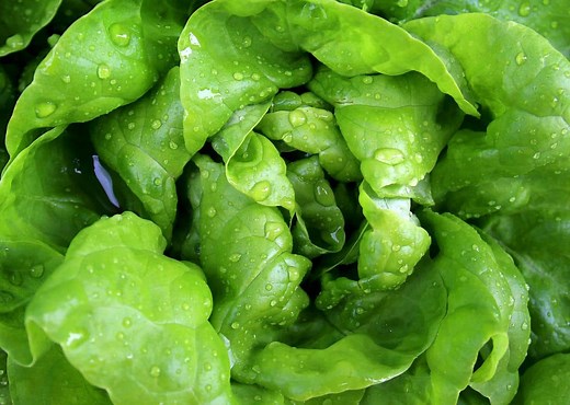 How To Crisp Lettuce?