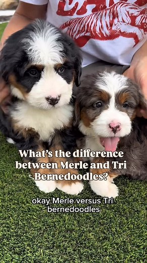 8.2K views · 1.6K reactions | What’s the difference between Merle and Tri Bernedoodles? Both have three colors, but Merle coats have a marbled, patchy pattern caused by a specific gene—while Tri colors are solid black, white, and rust in clearly defined areas—very classic Bernese Mountain Dog. Same palette, totally different paint job and it’s really fun to see how they turn out. 殺 #bernedoodles #bernedoodlelove #ultrabernedoodles #bernesemountaindog | Rocky Road Doodles | Facebook