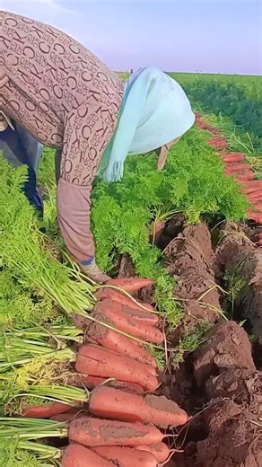 Fresh carrots from the farm 🥕 Hard work brings the sweetest harvest! | GreenFields Hub