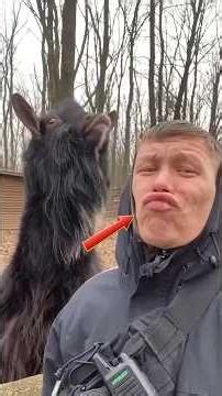 The Most Entertaining Animal Clips Ever #shorts