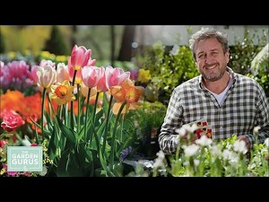 Garden Express : Pre-Order Spring Bulbs