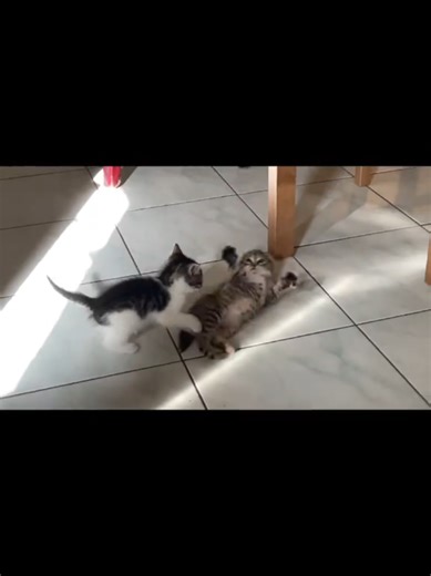 Tail Tales on TikTok