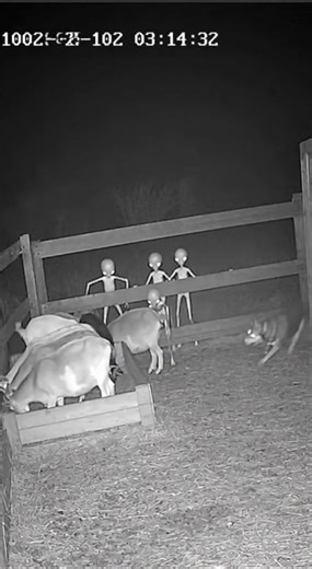 “CCTV Night Vision: Alien Creature Attacks Goat Farm – Dog Tries to Save Them! #shorts”
