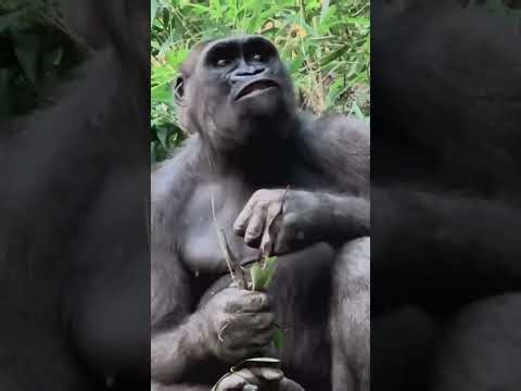 Gorilla's Chill Day: Master of the Jungle & Tree Climber! 🐒🌳