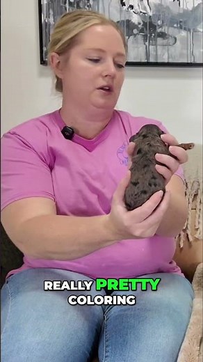 🐶 A Colorful Cavapoo Crew 🐶