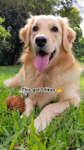 WHOA 🤯 #dog #dogs #dogshorts #shorts #goldenretriever #cute #cutedog