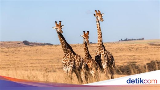 Pengertian Karnivora, Herbivora, Omnivora, Lengkap dengan Ciri dan Contoh