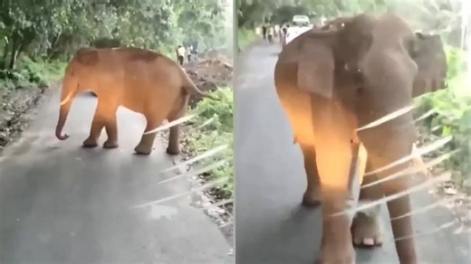Elephant Listens To Kerala Bus Driver’s Polite Request To Clear Road. Watch Heartwarming Clip