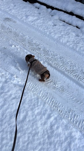 Winter Moments with Dachshunds in the Snow