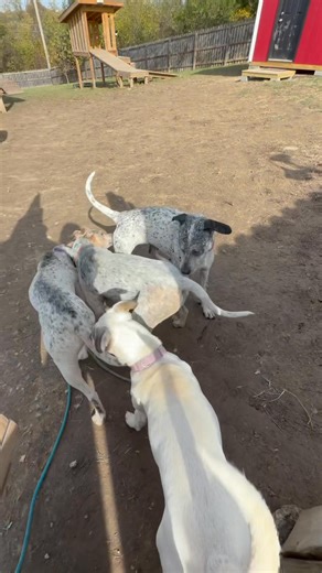 Opalite & Nana reuniting with their dog sisters Tweedy Bird & Rubie! Tweedy & Rubie were at our Osawatomie Kansas location the last few weeks & now we are welcoming them to our little red barn. These lovely ladies came to us from a dog family of 14 living in one home together. We stepped in to save them all when they had no where else to go. Each of the 14 dogs had to be spayed/neutered, vaccinated, & treated for fleas costing around $500 each dog. Please consider donating towards the care of ou