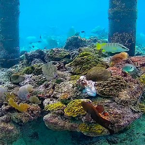 91K views · 1.7K reactions | Look closely to catch the remarkable camouflaging abilities of this octopus. | explore.org | Facebook