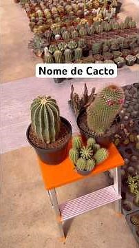 Cactus Names How to Identify