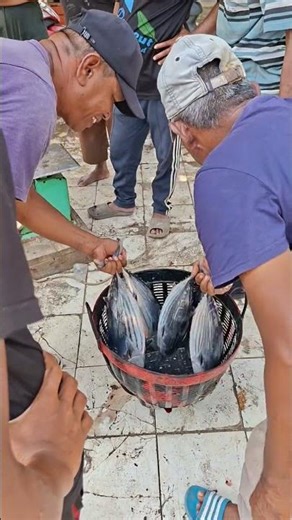 Most Amazing Skipjack Fish Catches #fishing