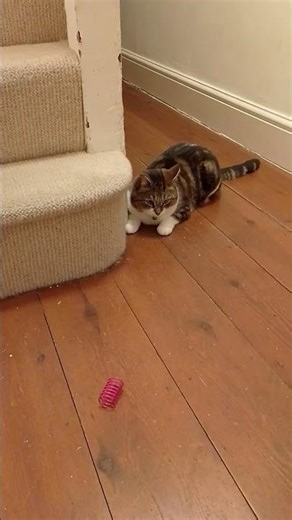 Millie not playing with spring toy again #cat #cute #tabbycat