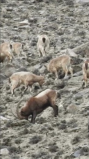 Wildlife at Its Best – Trophy Himalayan Ibex in Natural Habitat