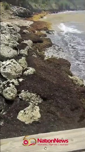 Nation Update: Sargassum blankets Consett Bay shoreline