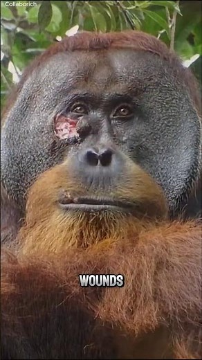 Orangutans Are Smarter Than You Think 🦧🧠